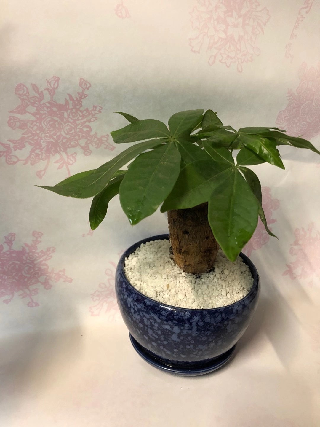 money tree 4 MONEY TREE 4” – Lixin Florist 丽馨花店