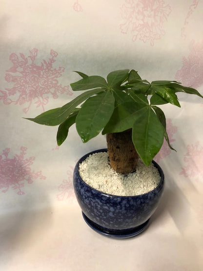 MONEY TREE 4”