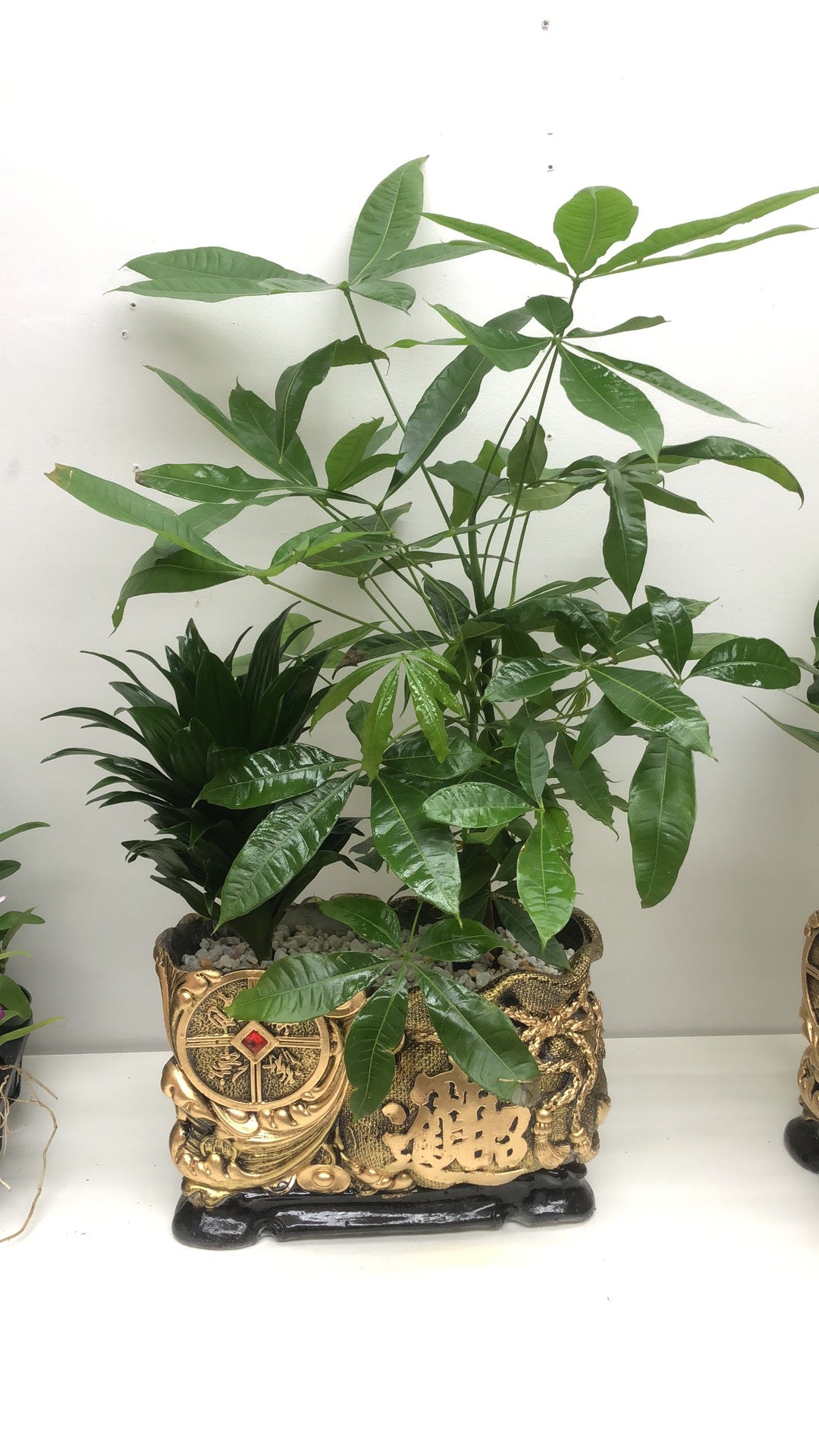 MONEY TREE 4”