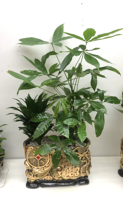 MONEY TREE 4”