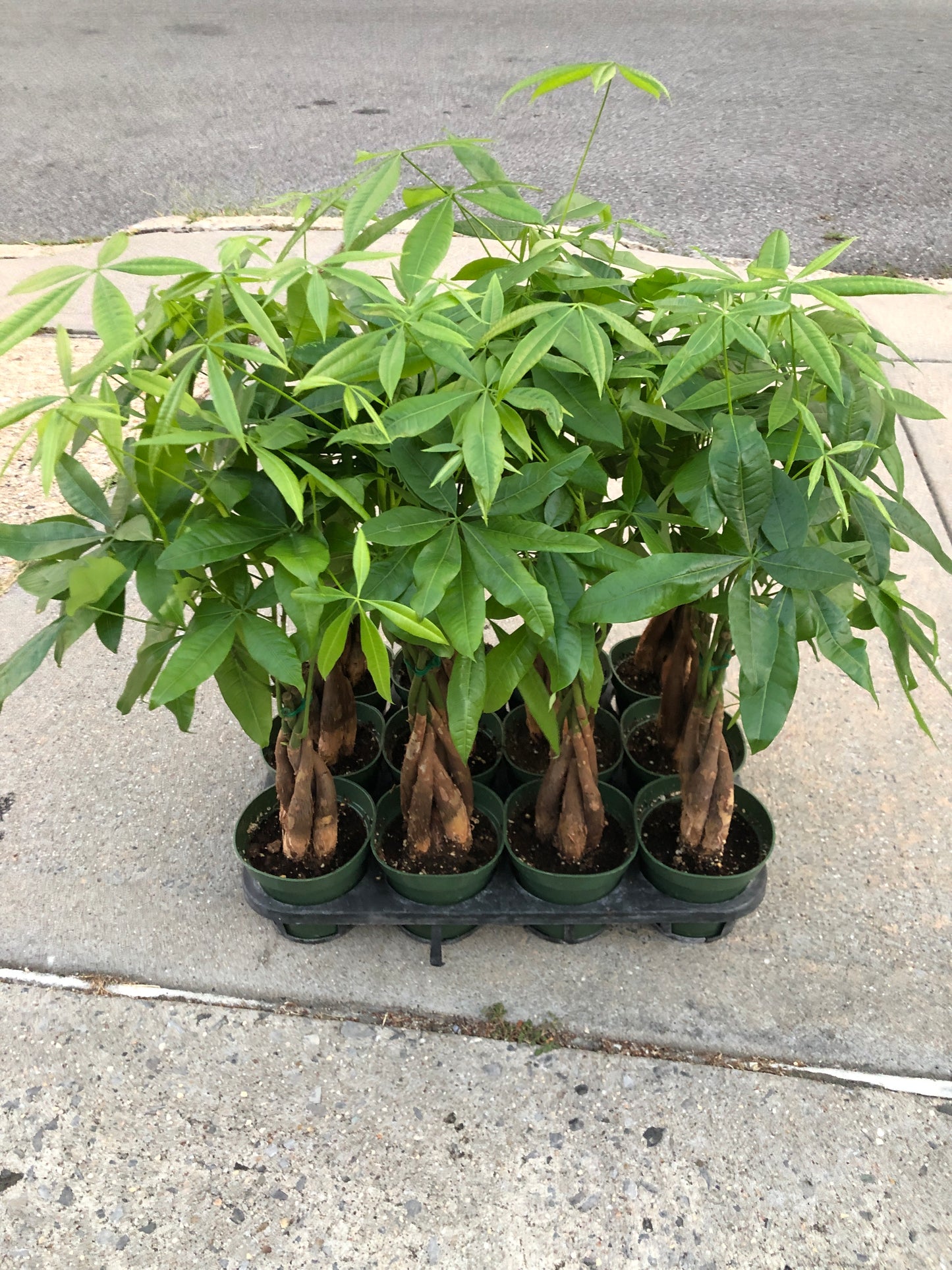 MONEY TREE 4”
