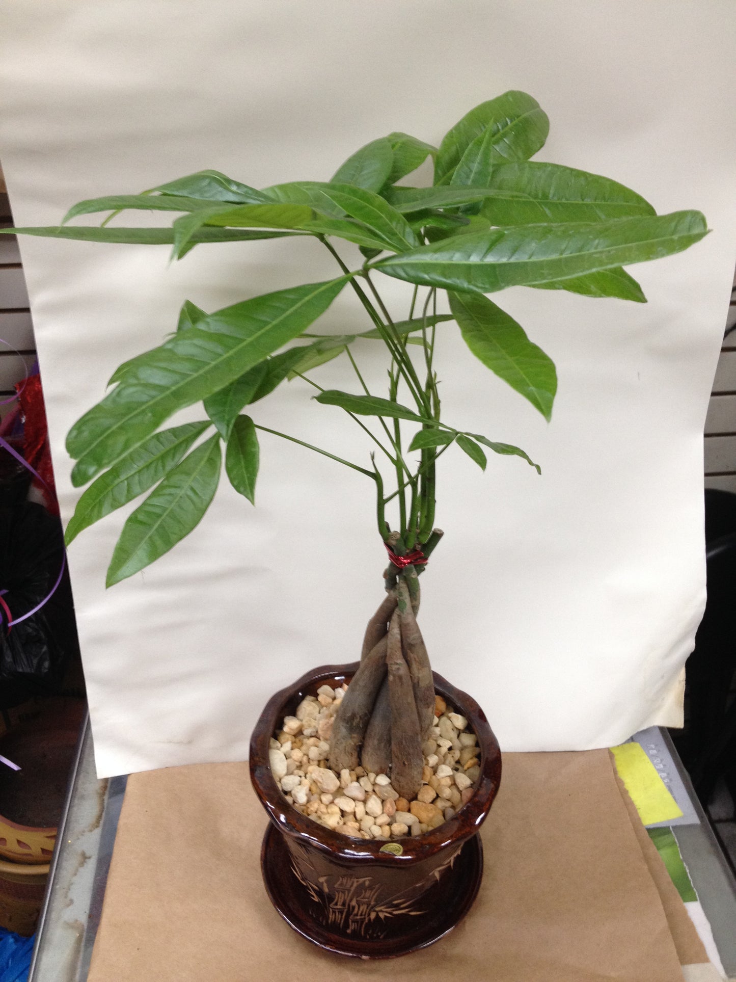 MONEY TREE 4”