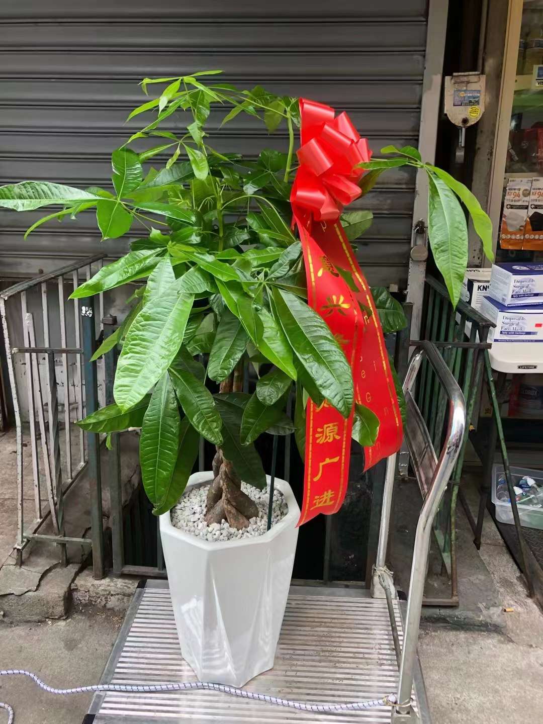 money tree 4 MONEY TREE 4” – Lixin Florist 丽馨花店