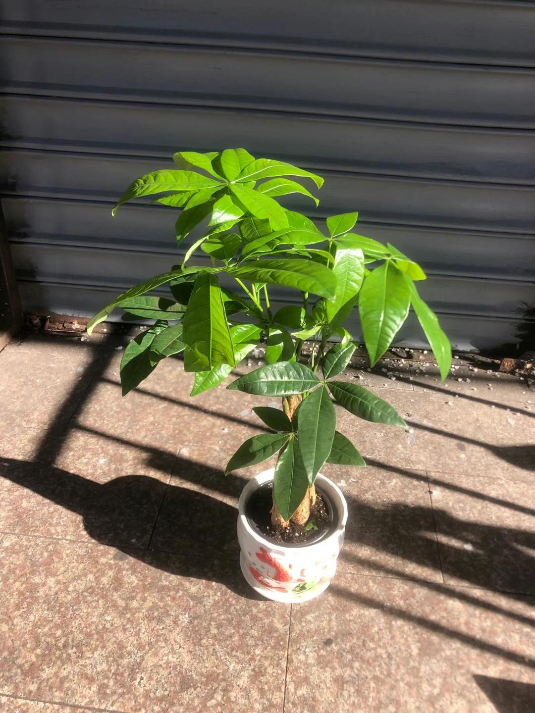 MONEY TREE 4”