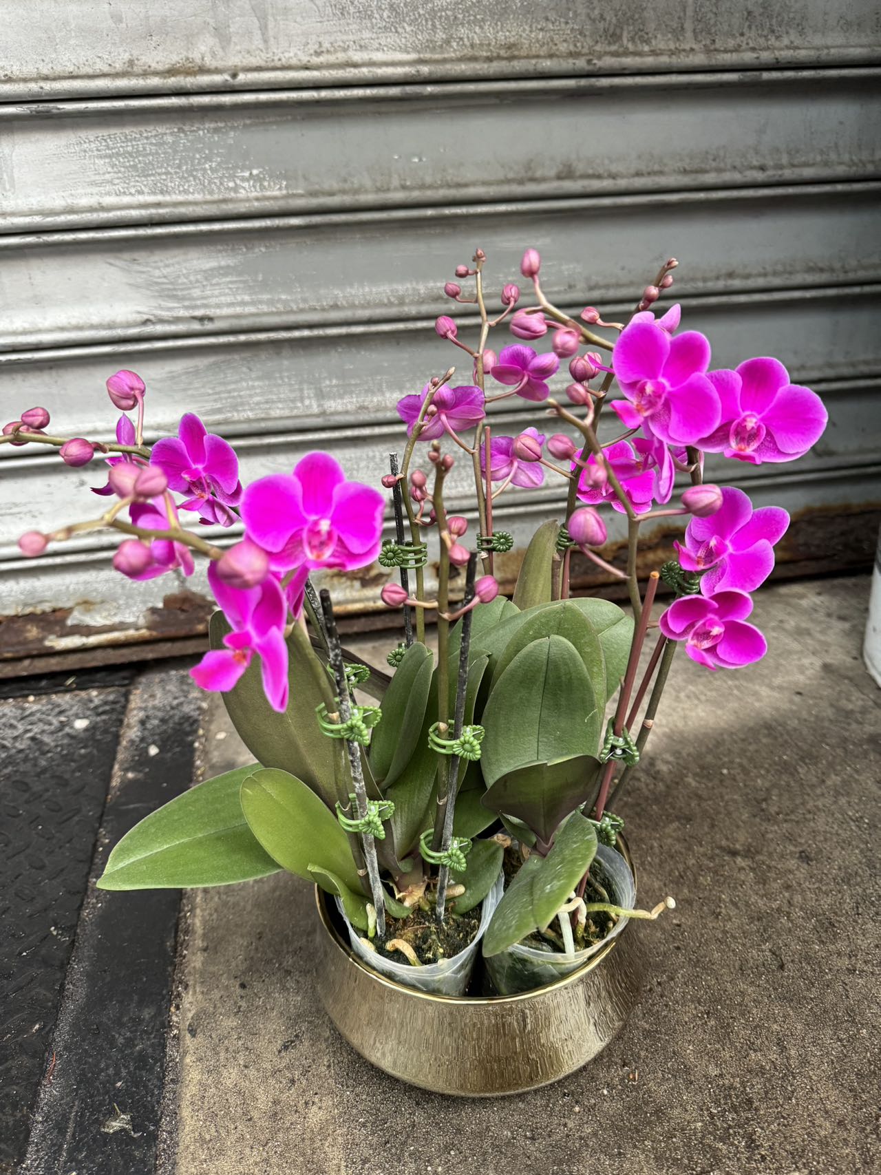 Mini orchid combo