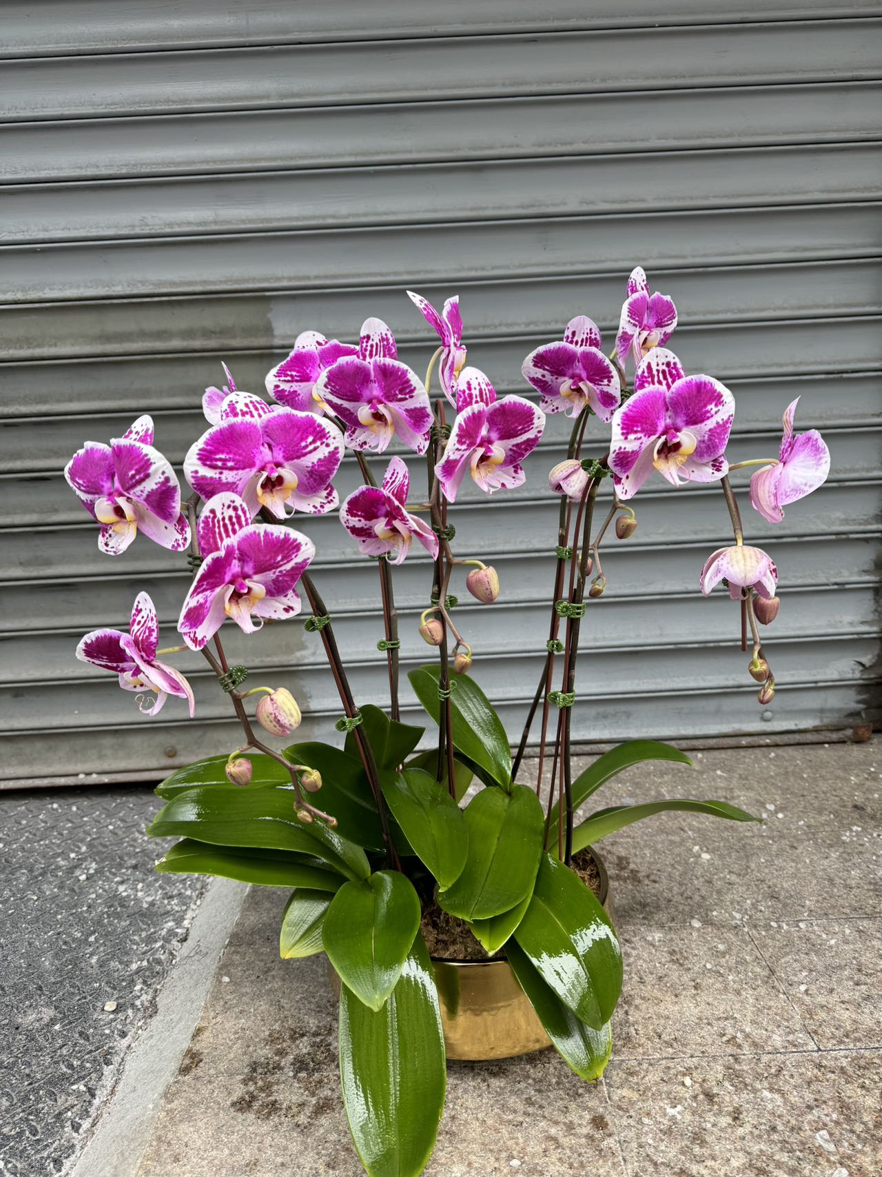 Orchid combo