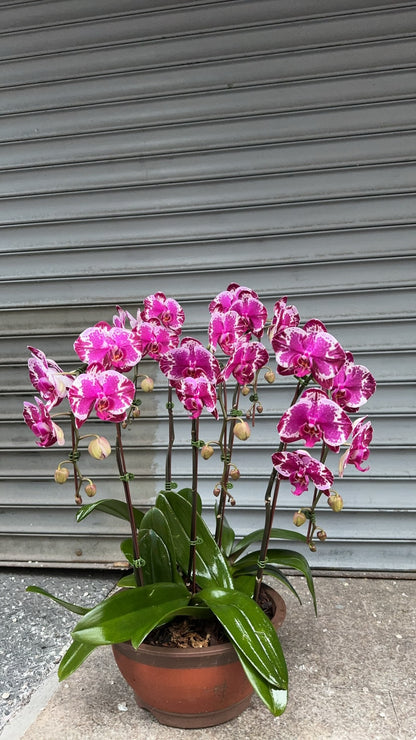 Orchid combo