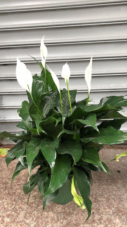 peace lily in hindi PEACE LILY/SPATHIPHYLLUM