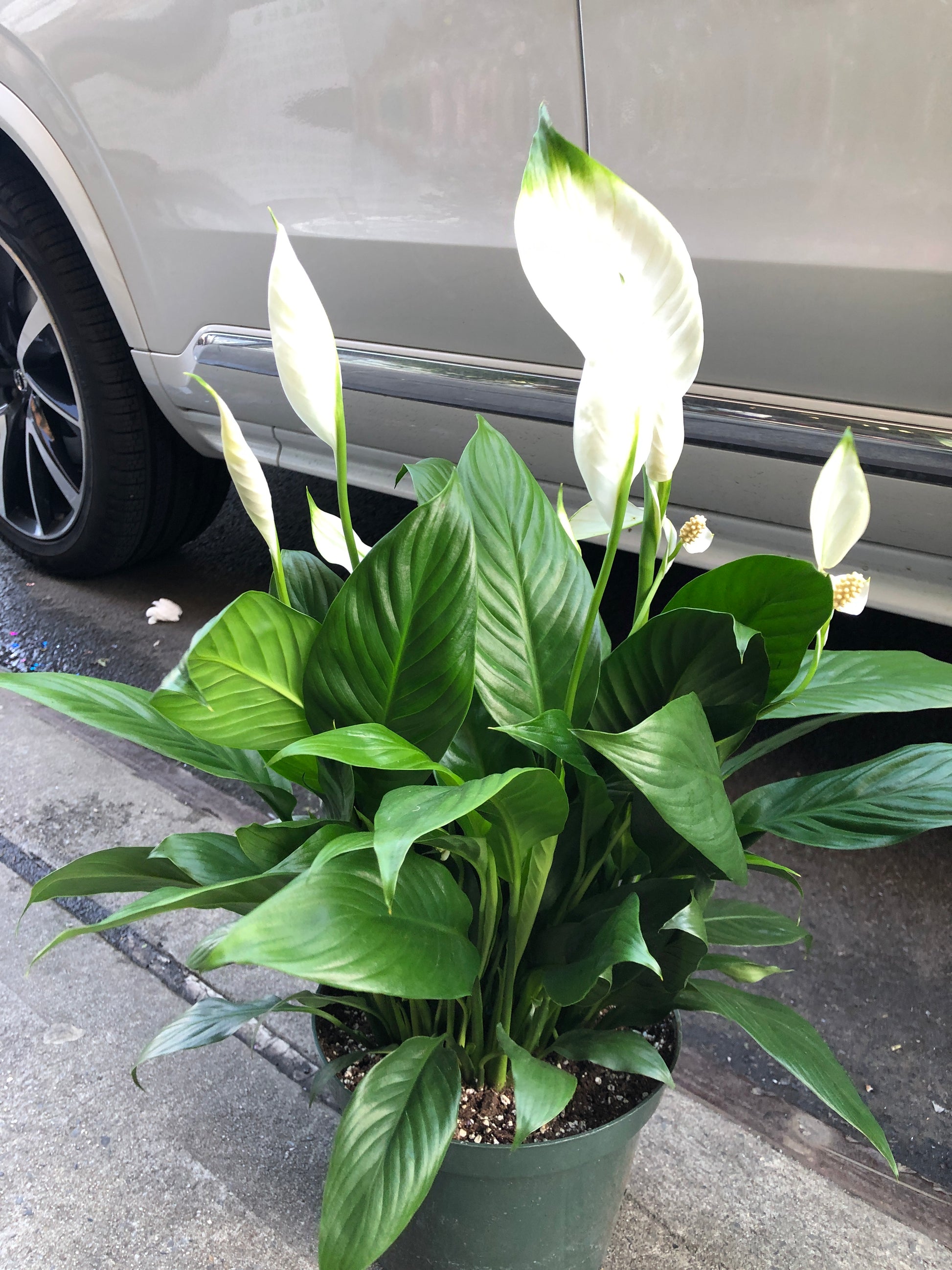 spathiphyllum floribundum peace lily PEACE LILY/SPATHIPHYLLUM – Lixin Florist 丽馨花店