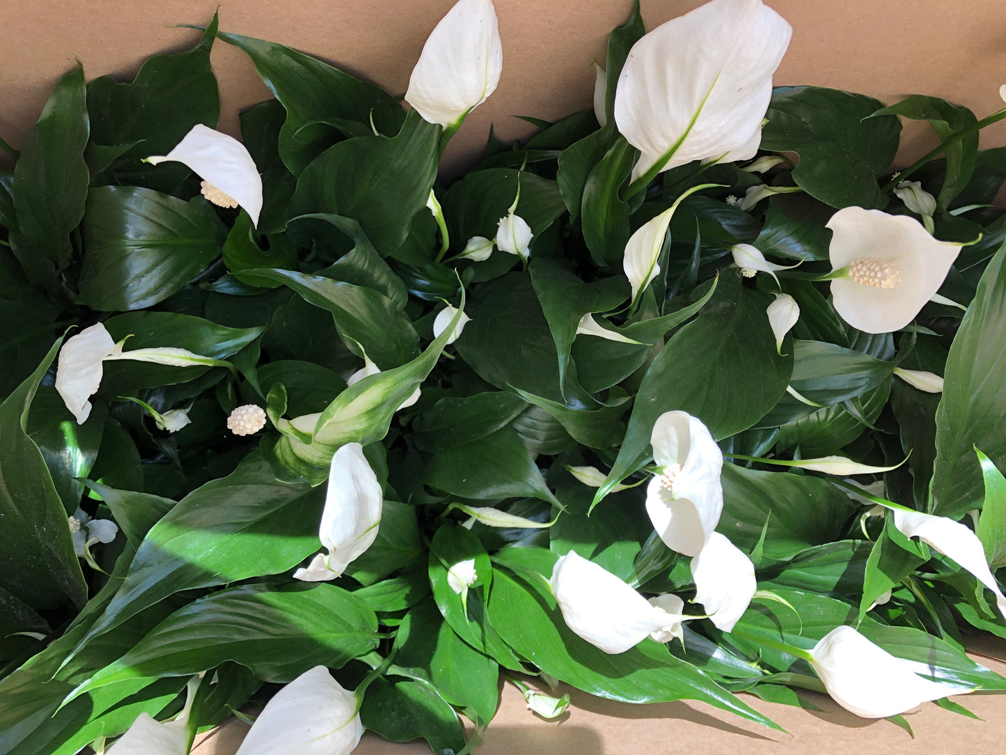 calla lily peace lily PEACE LILY/SPATHIPHYLLUM – Lixin Florist 丽馨花店