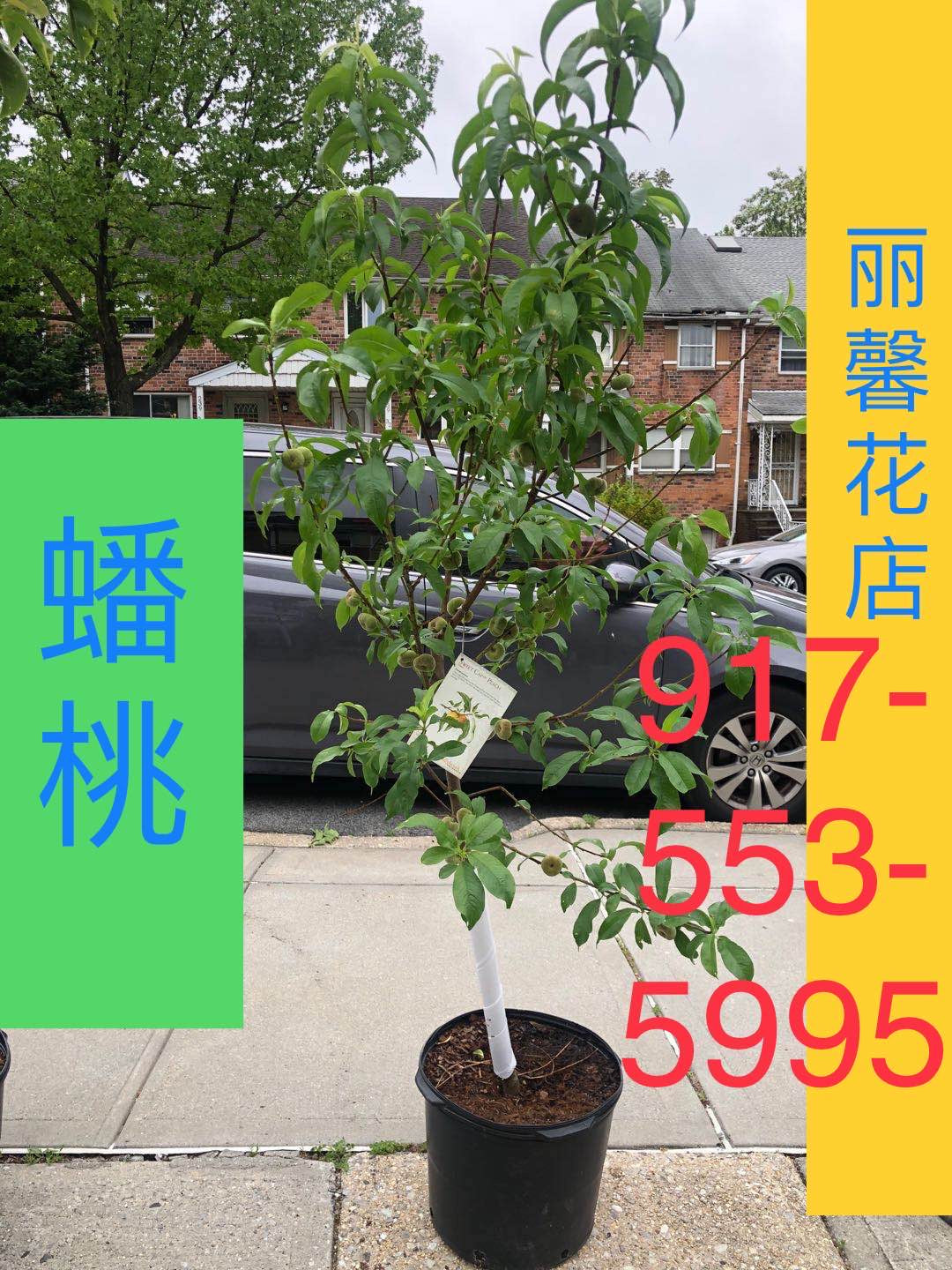 蟠桃 Peaches Galaxy