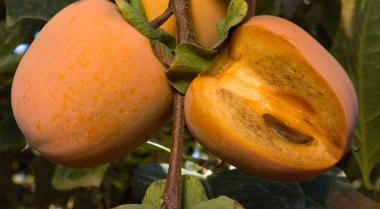 Persimmons-Chocolate