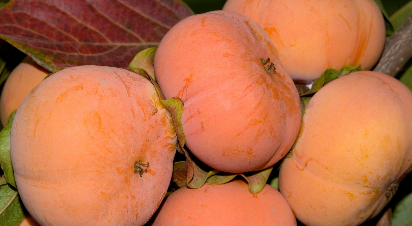 Persimmons-Fuyu