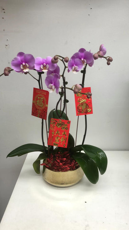 Premium Phalaenopsis Combination