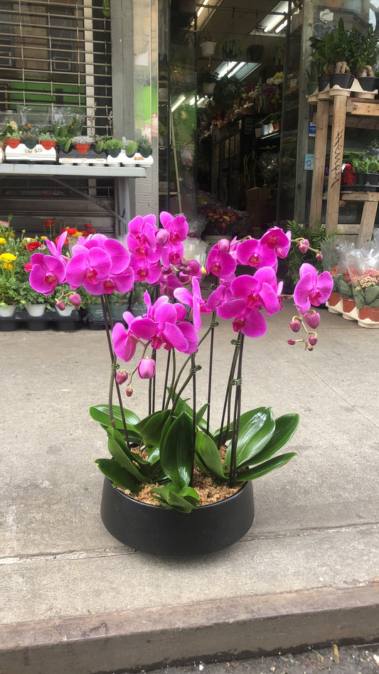Premium Phalaenopsis Combination