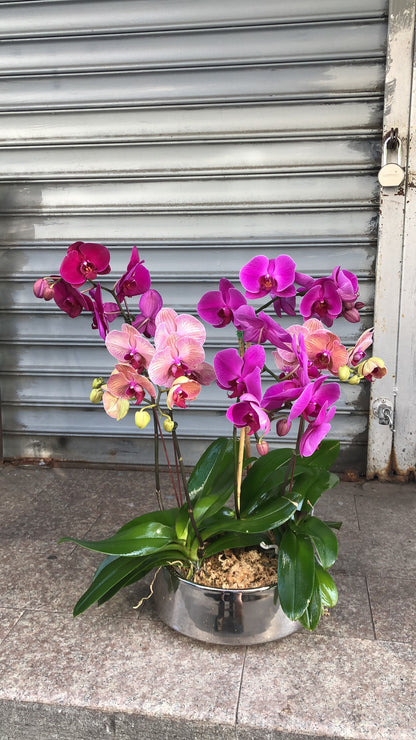 Premium Phalaenopsis Combination