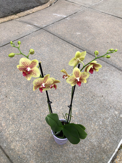 Phalaenopsis Yellow
