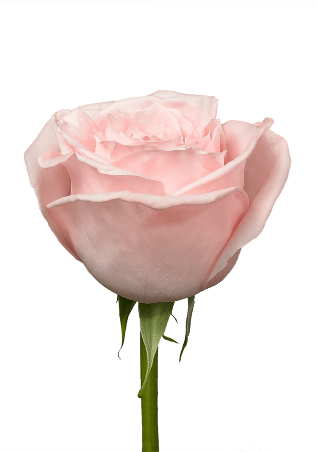 LitChi Pink Rose