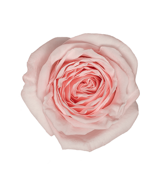 LitChi Pink Rose