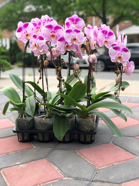 Waterfall  Phalaenopsis