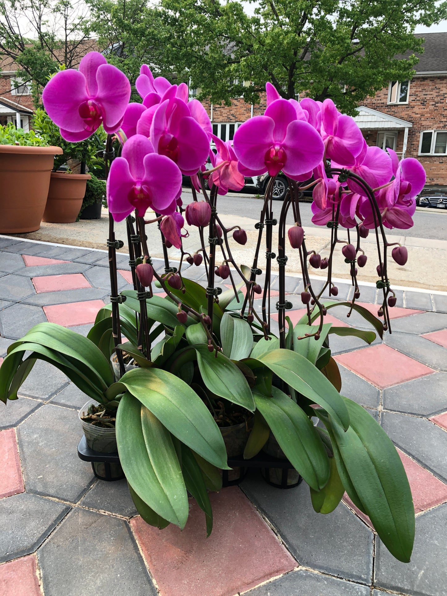 Waterfall  Phalaenopsis