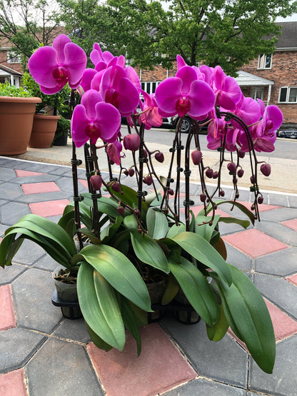 Waterfall  Phalaenopsis
