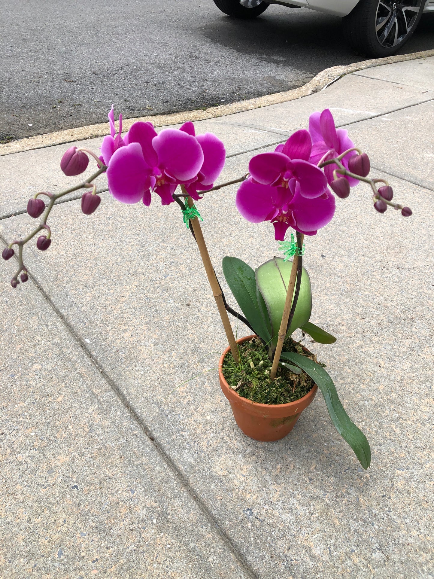 Premium Phalaenopsis Red