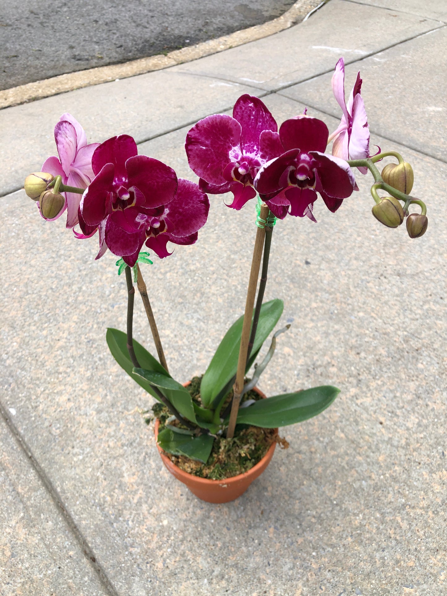 Premium Phalaenopsis Red