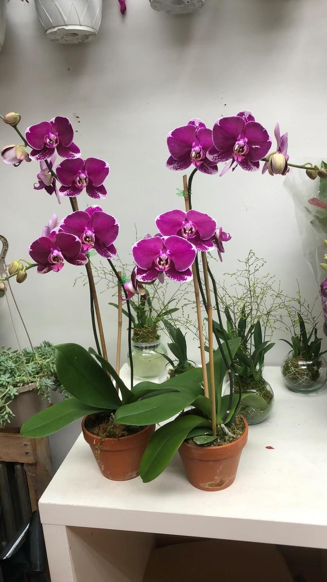 Premium Phalaenopsis Red