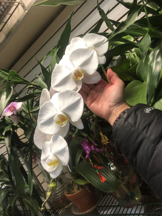 Premium Phalaenopsis White