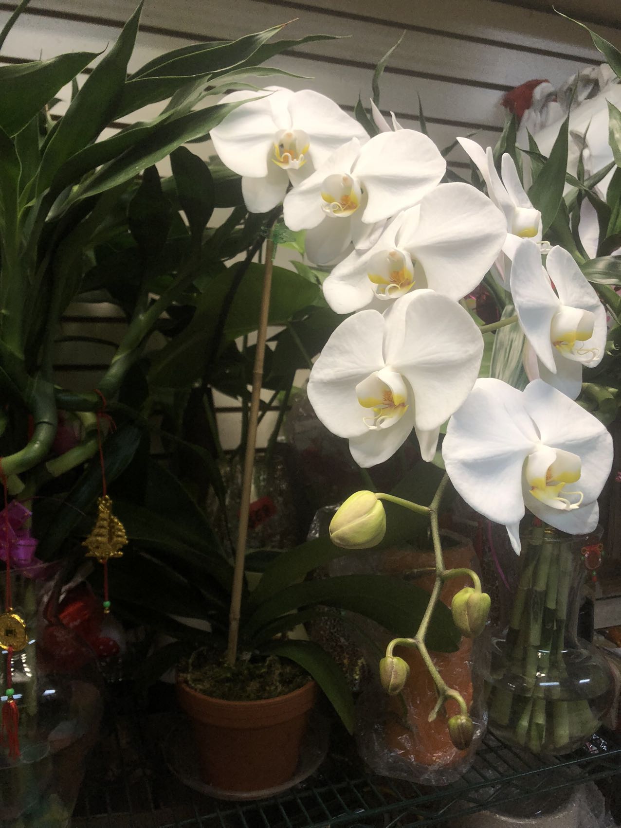 Premium Phalaenopsis White