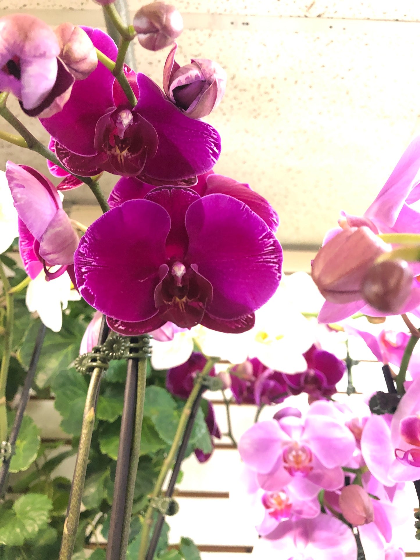 Premium Phalaenopsis Red