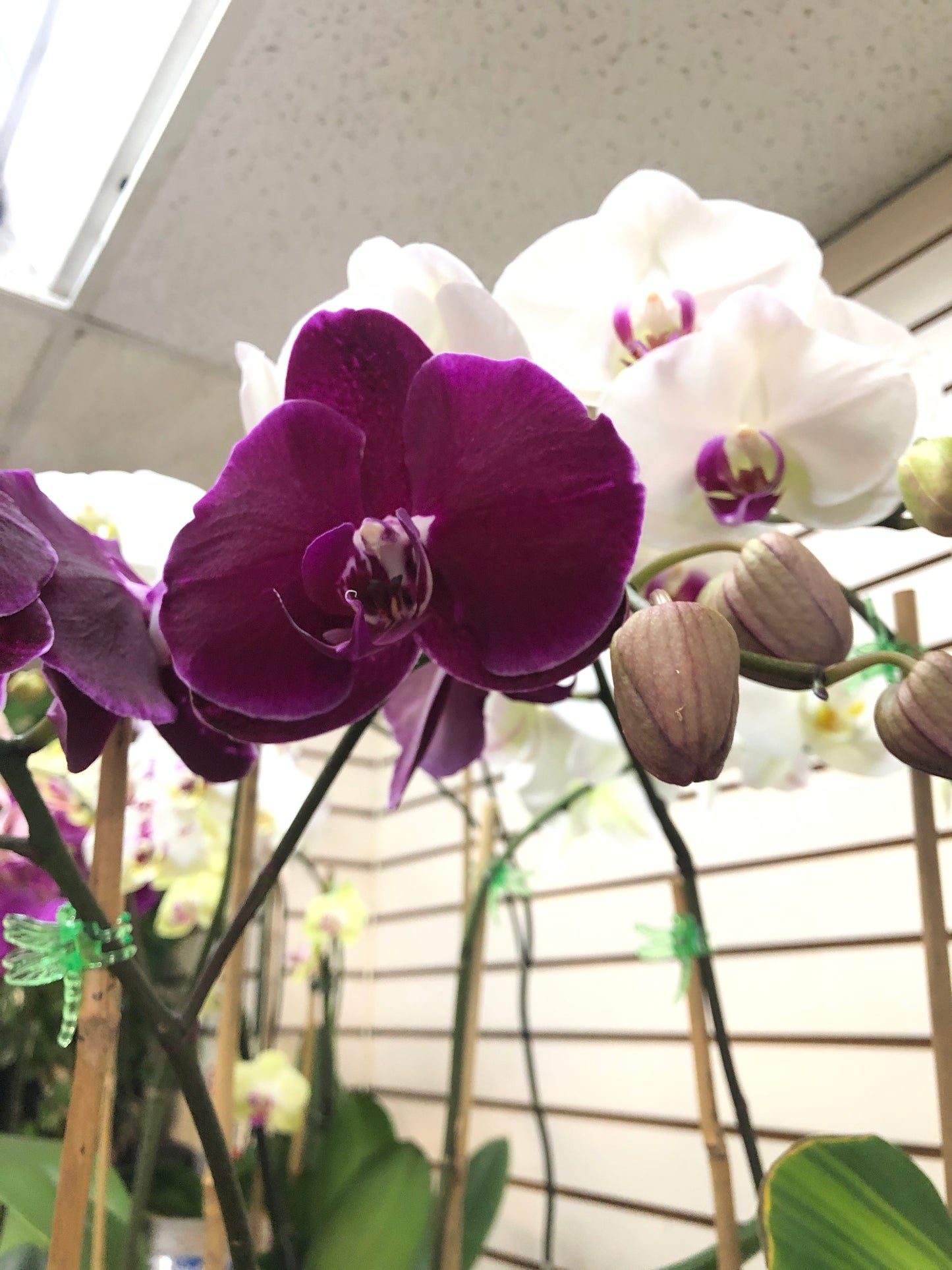 Premium Phalaenopsis Red