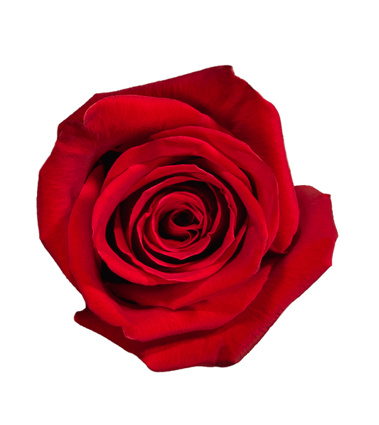 Red Freedom - 自由红玫瑰
