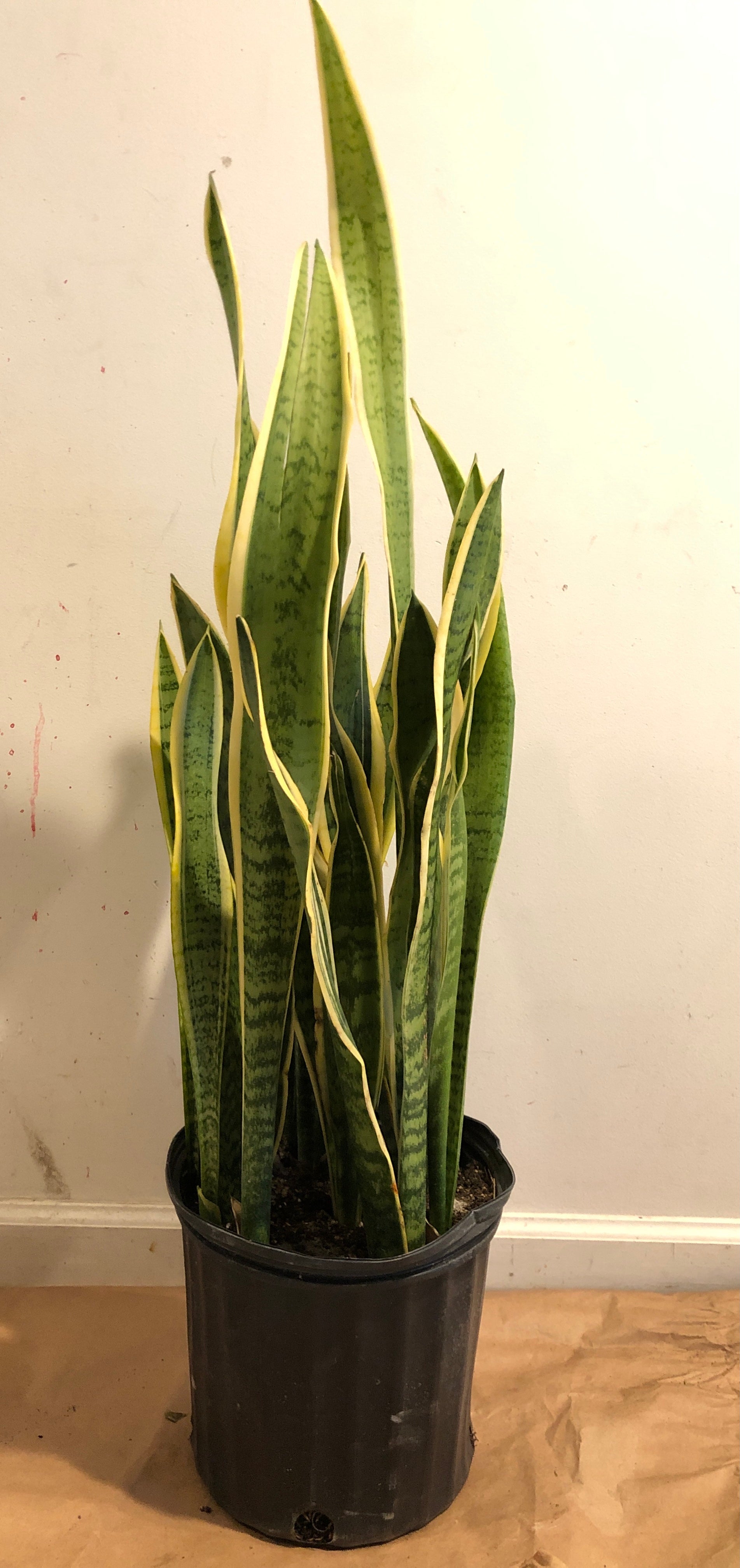 real snake plant near me Snake Plant - 10 Inch Pot