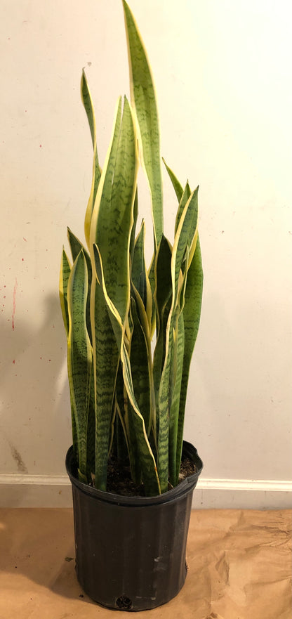 SNAKE PLANT
