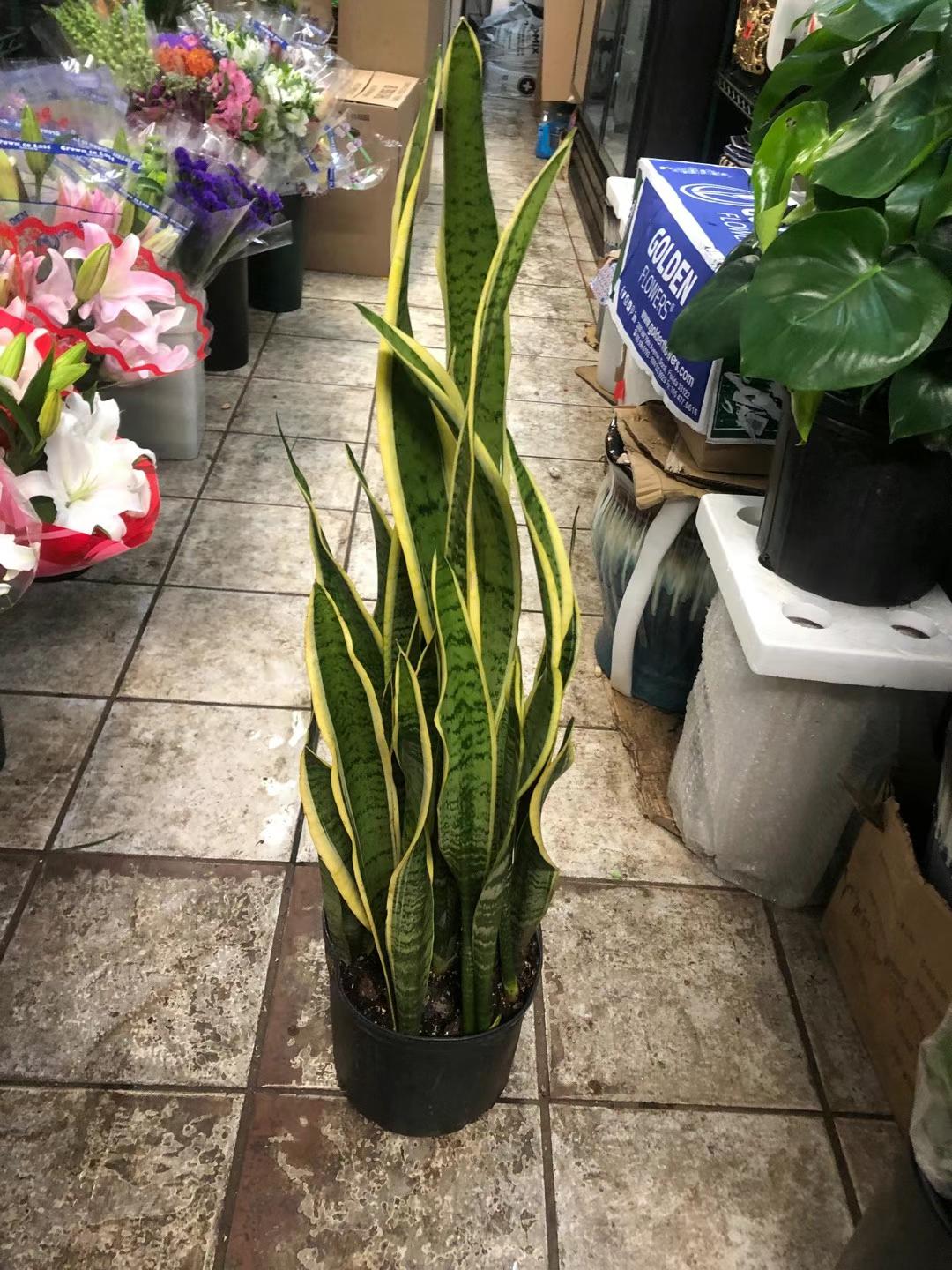 SNAKE PLANT