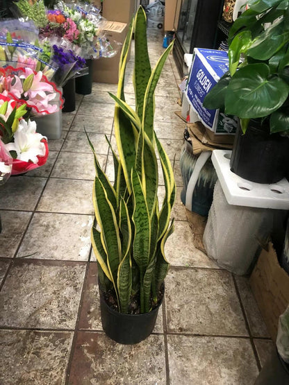SNAKE PLANT