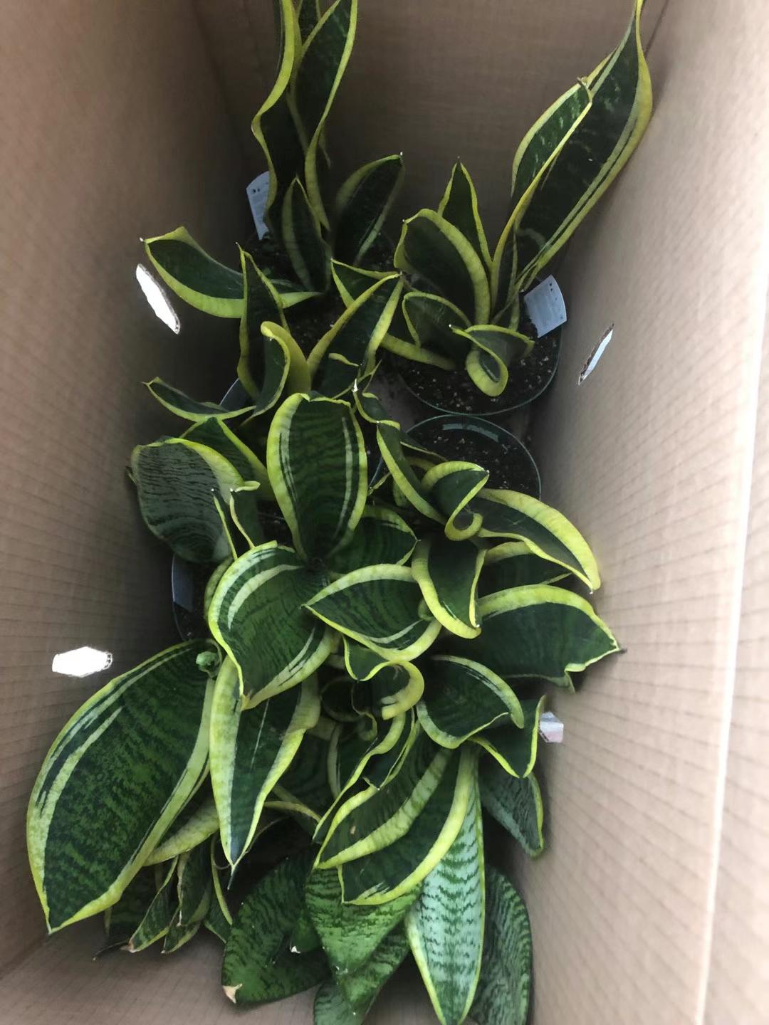 SNAKE PLANT