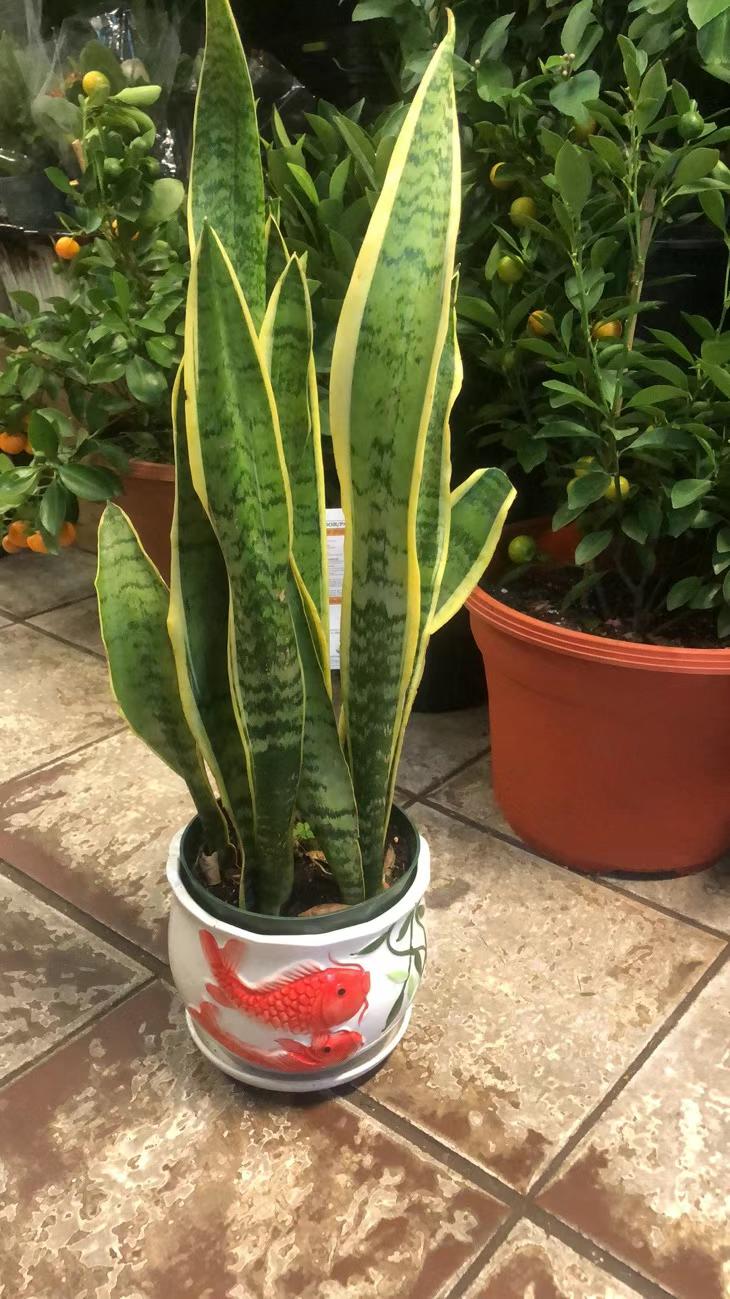 SNAKE PLANT