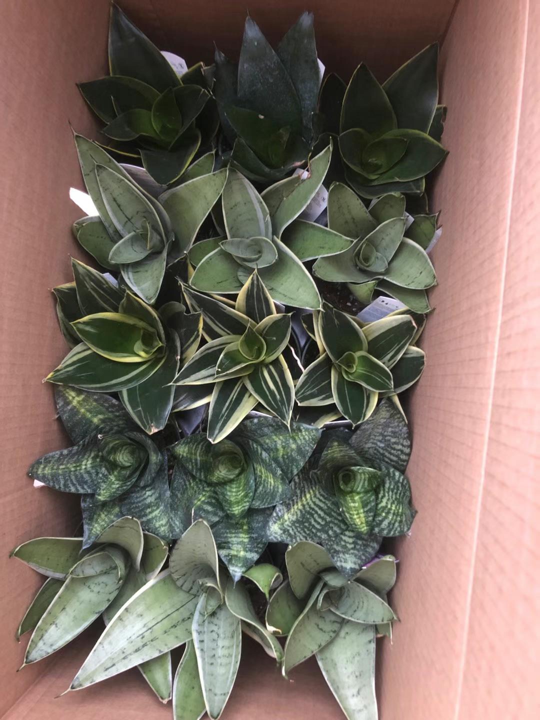 SNAKE PLANT
