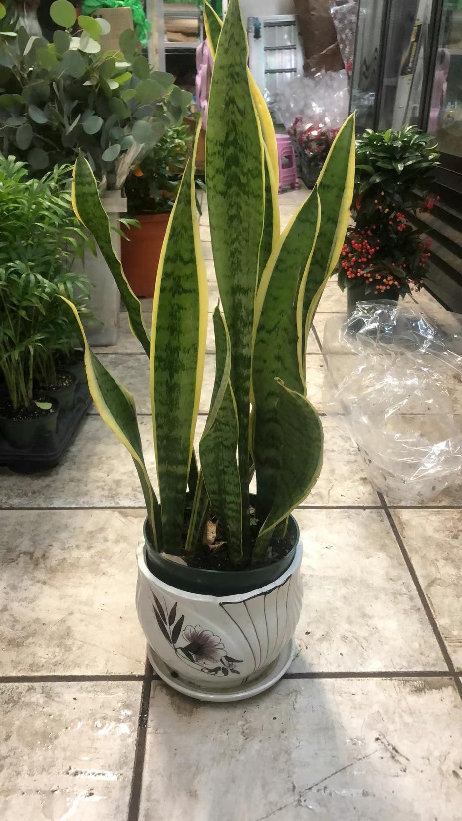 SNAKE PLANT