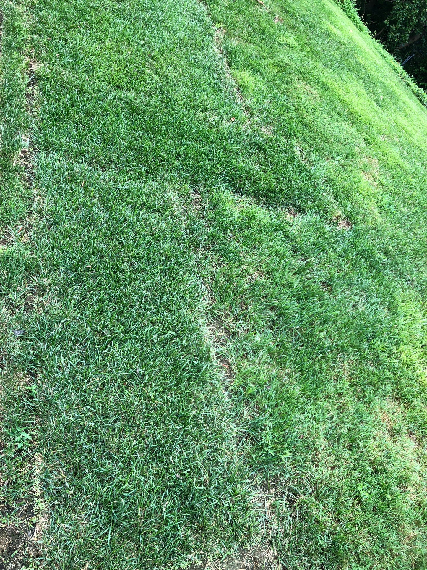 SOD, LAWN & GARDEN DESIGN
