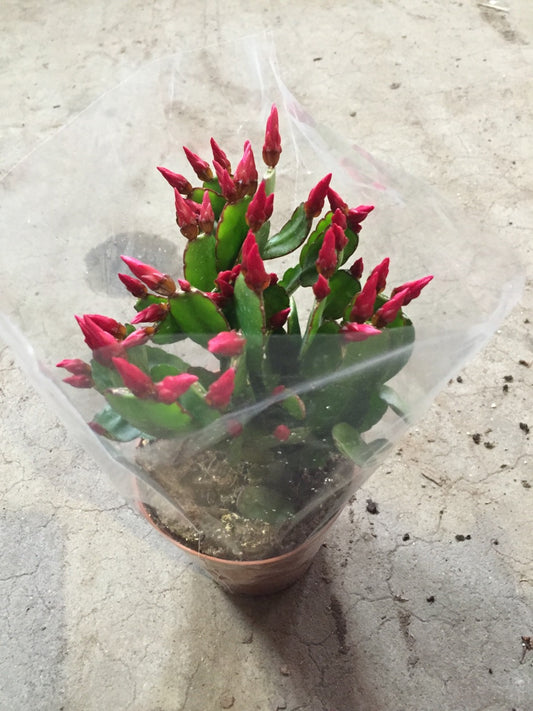 SPRING CACTUS/EASTER CACTUS