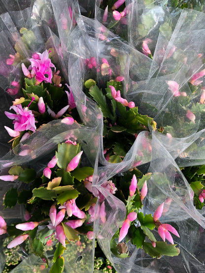 SPRING CACTUS/EASTER CACTUS