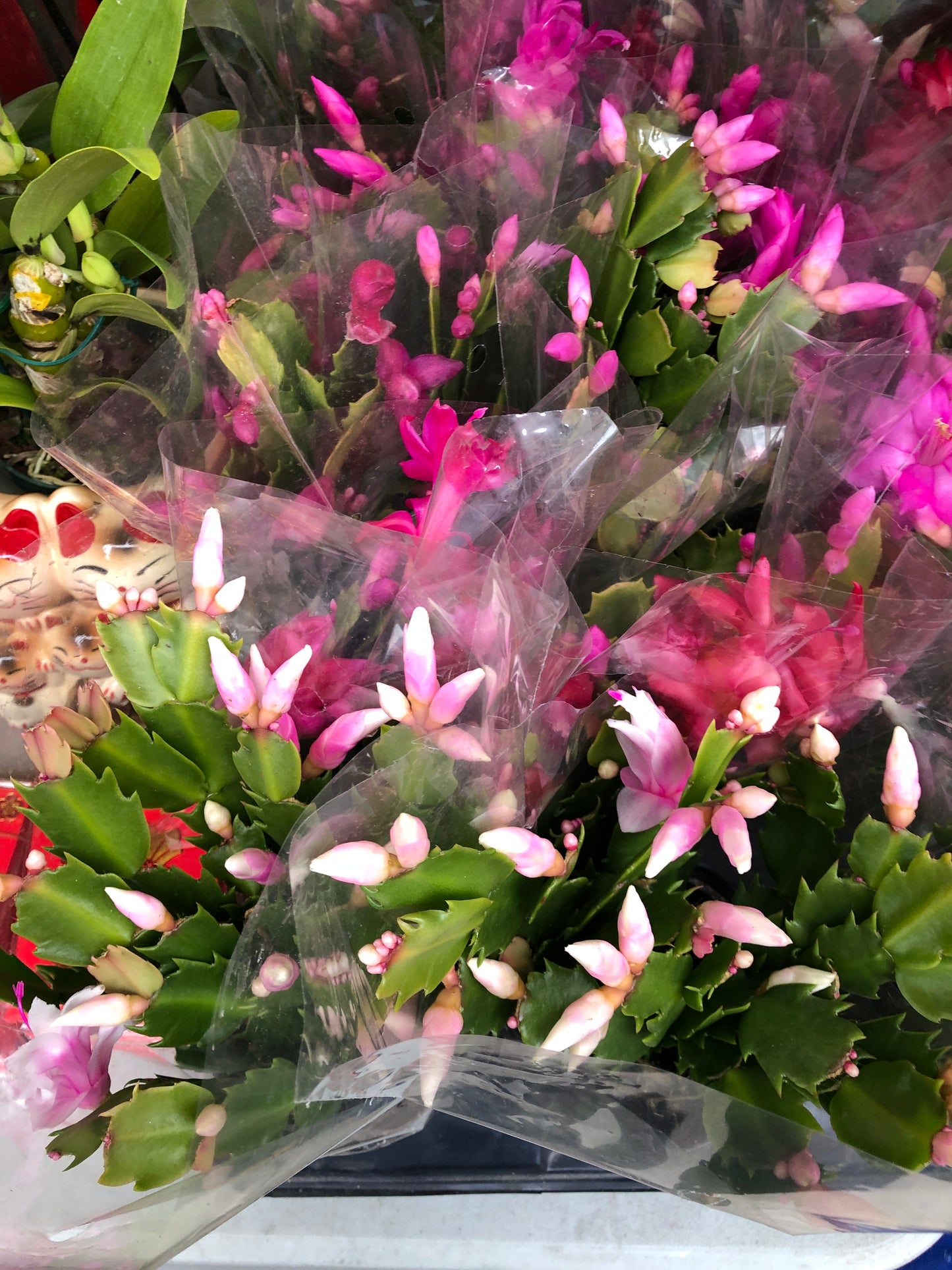 SPRING CACTUS/EASTER CACTUS