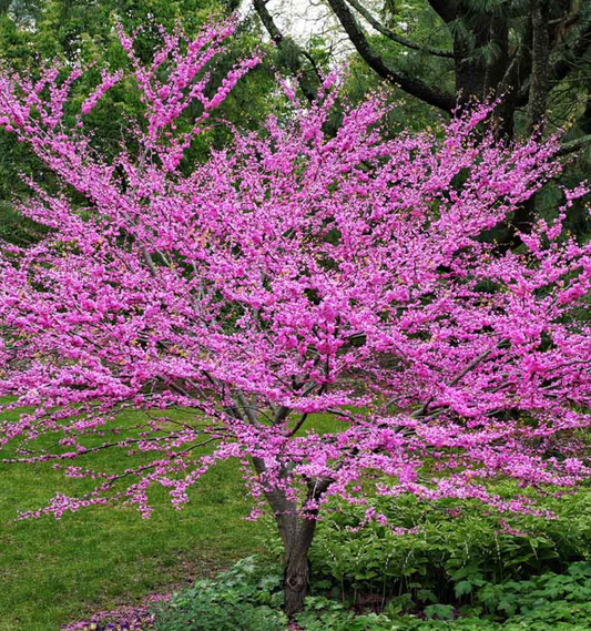 Shade trees-Eastern Redbud