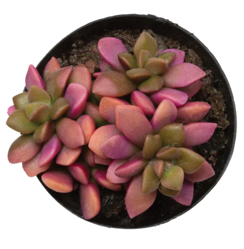 Variegata "Sunrise"