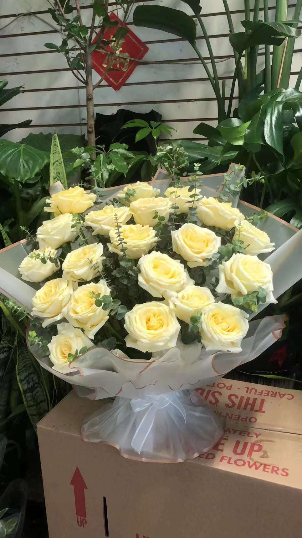 白玫瑰