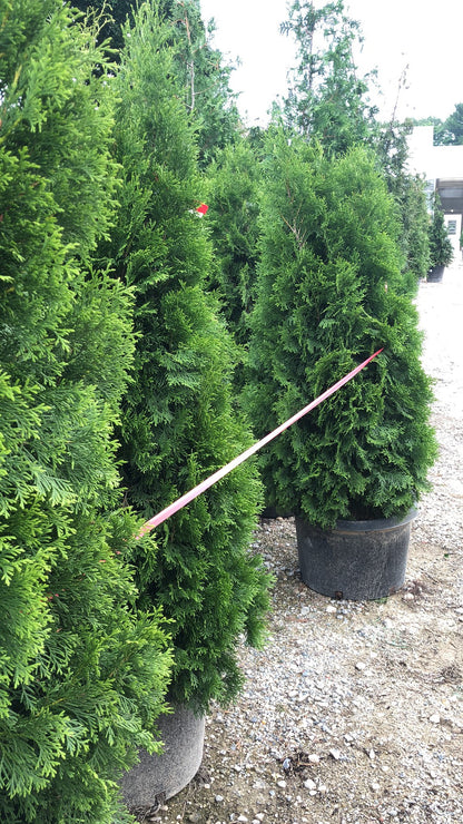 Landscaping tree